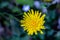 Hieracium villosum flower growing in mountains