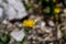 Hieracium villosum flower growing in mountains