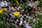 Hieracium villosum flower growing in mountains