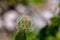 Hieracium villosum flower growing in mountains