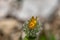 Hieracium villosum flower growing in mountains