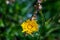 Hieracium villosum flower growing in mountains