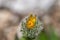 Hieracium villosum flower growing in mountains