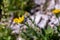 Hieracium villosum flower growing in mountains