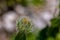 Hieracium villosum flower growing in mountains