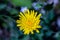 Hieracium villosum flower growing in mountains