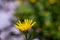 Hieracium villosum flower growing in mountains