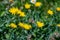 Hieracium villosum flower growing in mountains