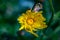 Hieracium villosum flower growing in mountains