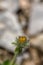 Hieracium villosum flower growing in mountains