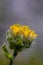 Hieracium villosum flower growing in mountains