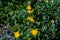 Hieracium villosum flower growing in mountains