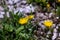 Hieracium villosum flower growing in mountains