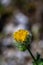 Hieracium villosum flower growing in mountains