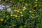 Hieracium villosum flower growing in mountains