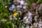 Hieracium villosum flower growing in mountains