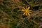 Hieracium Vilosum plant in blooming period. yellow flower at the mountain