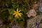 Hieracium Vilosum plant in blooming period. yellow flower at the mountain