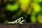 Hierodula patellifera ,moth  on wood table.