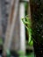 Hierodula patellifera praying mantis legs