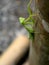 Hierodula patellifera praying mantis legs