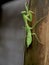 Hierodula patellifera praying mantis legs