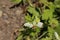 `Hieronymus-Blumenbachie` flower - Blumenbachia Hieronymi