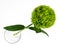 High abgke view of singe Sweet William flower Dianthus barbatus green ball or green tick