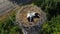 High above top view on the storks nest. Two Storks sitting in the nest 4k resolution drone video. The drone flies around
