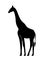 High African giraffe silhouetter