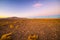 High altitude barren highlands of the Andes, among the most important travel destination in Bolivia. Glowing grass at sunset in th