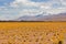 High altitude grassland of Atacama Desert with snow peaked mountain on horizon, Chile.