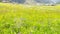 High altitude landscape with flowery meadows