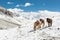 High altitude ponies standing on snowy slope.