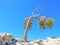 High Altitude Tree at Yosemite Park