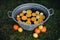 High angel shot of slices of orange floating in the water inside a vintage metal washtub