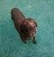 High angle of an adorable brown retriever on a concrete floor