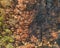 High angle aerial bird`s eye drone view of a forest near Sydney, New South Wales, Australia, heavily burnt by bushfires.