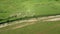 High angle aerial view of flock of sheep in pasture