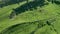 High Angle Aerial View Of Flock Of Sheep in Pasture