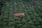 High angle or aerial view of an old wooden house in palm oil plantation in Asia. Agricultural background