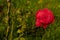 High angle of beautiful red rose along with thorns branches in the background