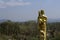 High angle behind the Buddha statue.