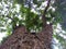 High angle of big tree and green leaves with againts white clouds