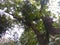 High angle of big tree and green leaves with againts white clouds