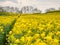 High angle breathtaking shot of a field of yellow flowers on a cloudy day