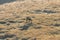 High angle of chamois grazing on pasture