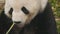 High angle close up of a giant panda feeding