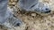 High angle close-up of a pair of very muddy man's hiking boots in the dirt