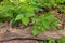 High Angle Close up of a Patch of Poison Ivy Plants on a Sunny Day